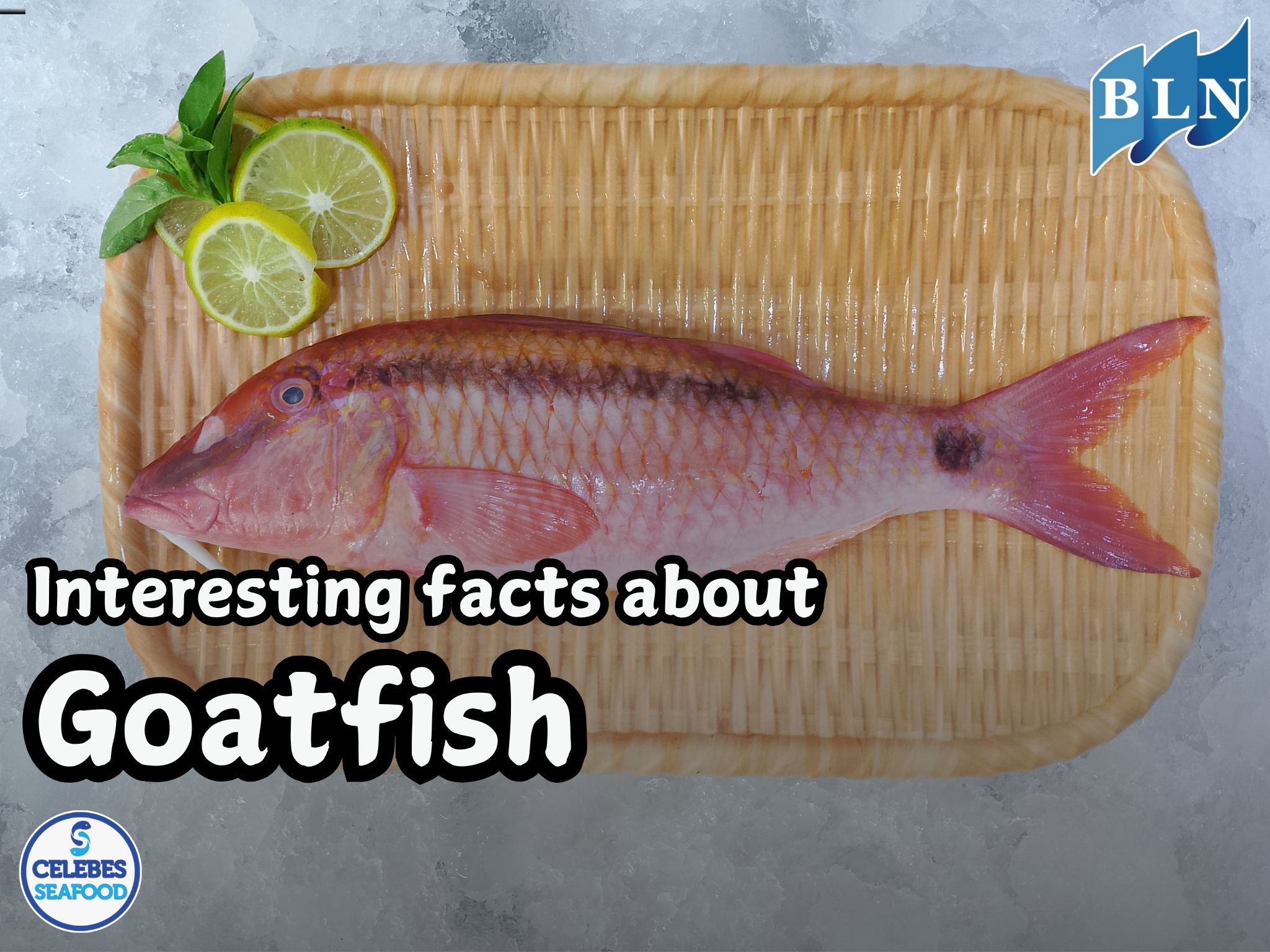 Interesting facts about goatfish that are rarely known